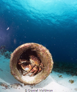 Crab home out in Cozumel by Daniel Waldman 